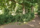 Dringende Baumpflege im Burgpark Bergerhausen